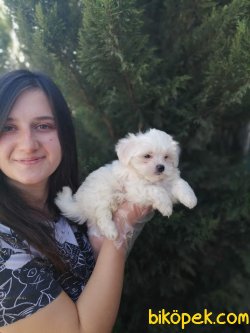 Irk Garantili Maltese Yavrularımız 2