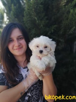 Irk Garantili Maltese Yavrularımız 3