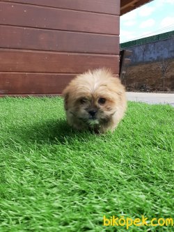 Irk Garantılı Morkie Yavruları 4