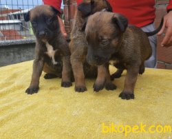 Irk Garantili Muhteşem Belçika Malinois Yavrularımız 3