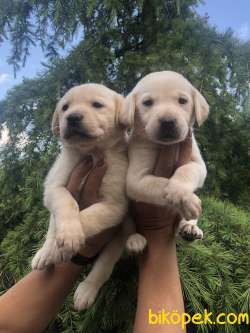 Irk Garantili Muhteşem Labrador Retriever Yavrularımız 3