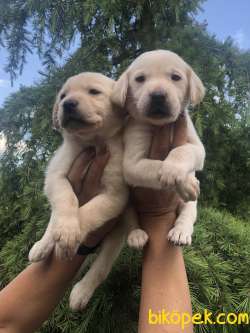 Irk Garantili Muhteşem Labrador Retriever Yavrularımız 5