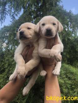 Irk Garantili Muhteşem Labrador Retriever Yavrularımız 4