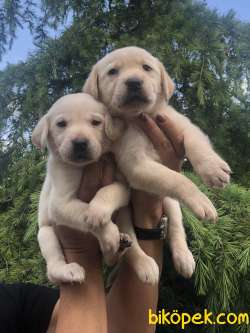 Irk Garantili Muhteşem Labrador Retriever Yavrularımız 2