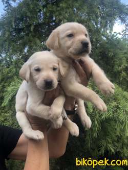 Irk Garantili Muhteşem Labrador Retriever Yavrularımız 1