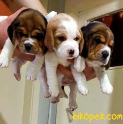 Irk Garantili Mükemmel Beagle Yavrularımız 2