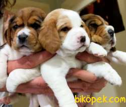 Irk Garantili Mükemmel Beagle Yavrularımız 4