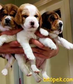 Irk Garantili Mükemmel Beagle Yavrularımız 3