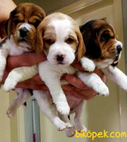Irk Garantili Mükemmel Beagle Yavrularımız 1