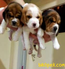 Irk Garantili Mükemmel Beagle Yavrularımız 5