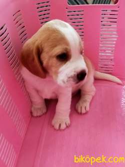 Irk Garantili Mükemmel Beagle Yavrularımız 5