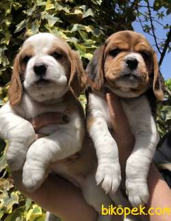 Irk Garantili Mükemmel Beagle Yavrularımız 1