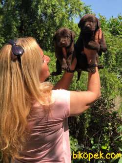 Irk Garantili Mükemmel Labrador Retriever Yavrularımız 5