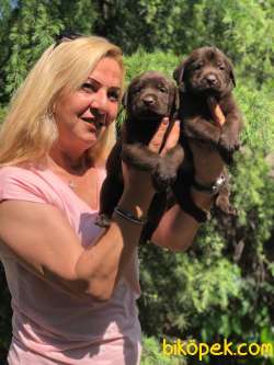 Irk Garantili Mükemmel Labrador Retriever Yavrularımız 1