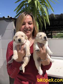 Irk Garantili Mükemmel Labrador Retriever Yavrularımız 5