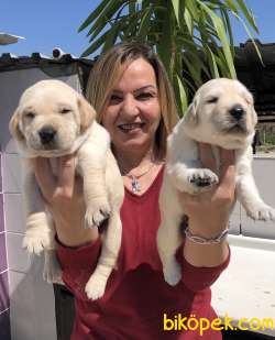 Irk Garantili Mükemmel Labrador Retriever Yavrularımız 1