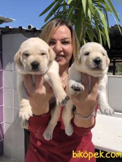 Irk Garantili Mükemmel Labrador Retriever Yavrularımız 3