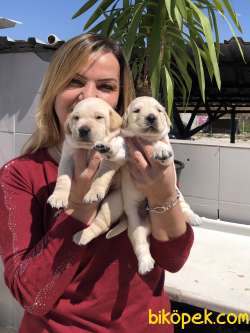 Irk Garantili Mükemmel Labrador Retriever Yavrularımız 4