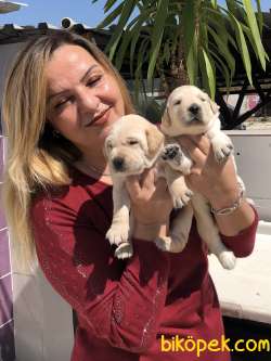 Irk Garantili Mükemmel Labrador Retriever Yavrularımız 2