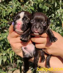 Irk Garantili Oyuncu Fransız Bulldog Yavrular 3