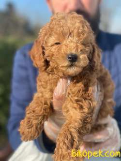 IRK GARANTİLİ PASAPORTLU POODLE YAVRULARIMIZ 1