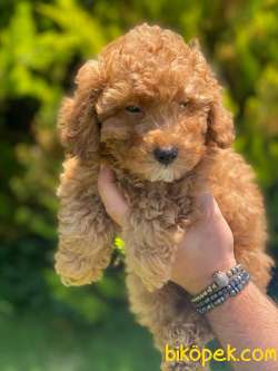 IRK GARANTİLİ PASAPORTLU POODLE YAVRULARIMIZ 2