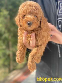 IRK GARANTİLİ PASAPORTLU POODLE YAVRULARIMIZ 3
