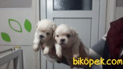 Irk Garantili Pekinez Yavrularımız 2