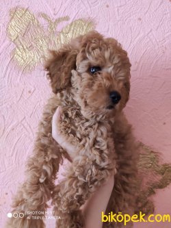 IRK GARANTILI POODLE YAVRULAR 1
