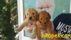 Irk Garantili Poodle Yavrularımız 3