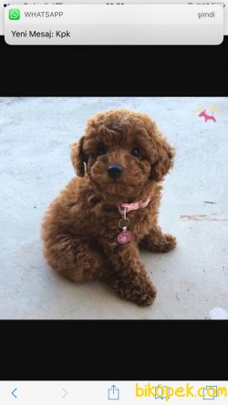 Irk Garantili Poodle Yavrularımız 2