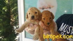 Irk Garantili Poodle Yavrularımız 1