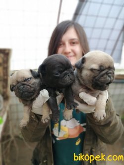 Irk Garantili Pug Mops Yavrularımız 3