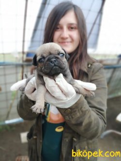 Irk Garantili Pug Mops Yavrularımız 5