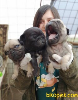 Irk Garantili Pug Mops Yavrularımız 1