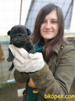 Irk Garantili Pug Mops Yavrularımız 4