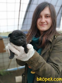 Irk Garantili Pug Mops Yavrularımız 2