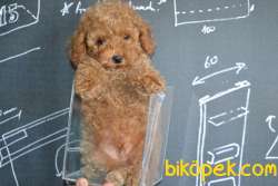 IRK GARANTİLİ RED TOY POODLE YAVRULARIMIZ 2