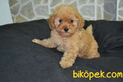 IRK GARANTİLİ RED TOY POODLE YAVRULARIMIZ 3