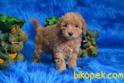 IRK GARANTİLİ RED TOY POODLE YAVRULARIMIZ 1