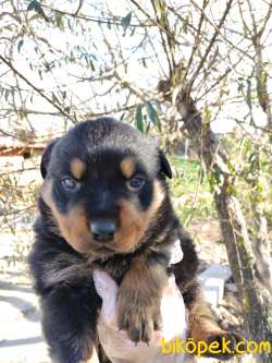 Irk Garantili Rottweiler Yavrular 5