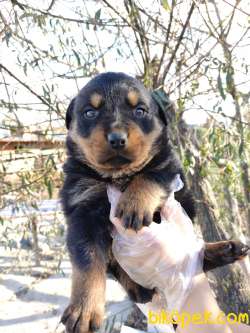 Irk Garantili Rottweiler Yavrular 1