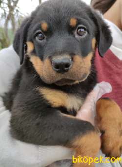 Irk Garantili Rottweiler Yavrular 3