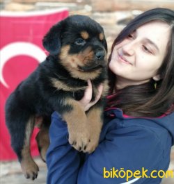 Irk Garantili Rottweiler Yavrularımız 4