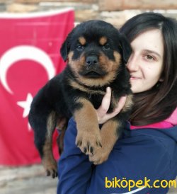 Irk Garantili Rottweiler Yavrularımız 1