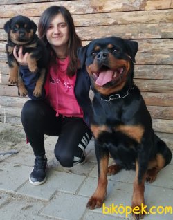 Irk Garantili Rottweiler Yavrularımız 2