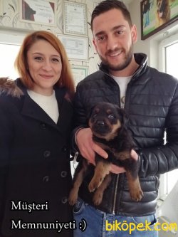 Irk Garantili Rottweiler Yavrularımız 5