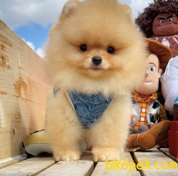 Irk Garantili Safkan TeddyBear Pomeranian Boo Yavrularımız 4