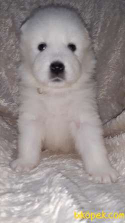 Irk Garantili Samoyed Yavrular 3