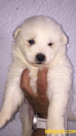 Irk Garantili Samoyed Yavrularımız 2